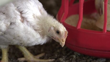 A chicken stands beside a feeder in a Tyson Foods Inc. poultry house in rural Washington Co., Ark., in this June 19, 2003 file photo. Tyson Foods will no longer use antibiotics to raise chicken that is sold fresh in stores and it will launch a $70 million advertising campaign to tout the shift, the company said Tuesday, June 19, 2007. Tyson-No Antibiotics