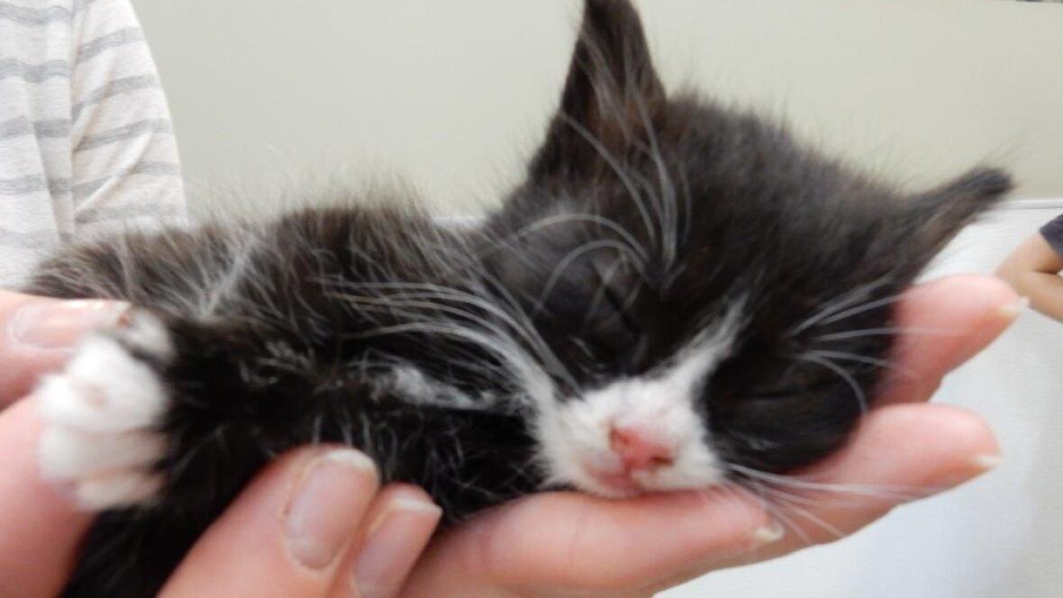 unwanted kitten roundup held at animal rescue in langley unwanted kitten roundup held at animal rescue in langley