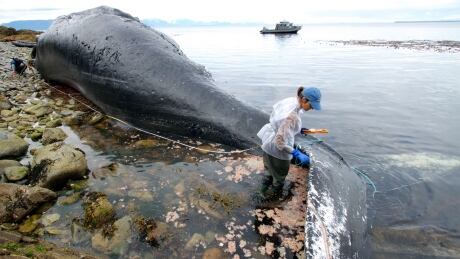 This July 2014 image provided by NOAA shows NOAA Fisheries Alaska Region Marine Mammal Stranding Coordinator Aleria Jensen, right, measuring the length of a female humpback whale while University of Alaska Fairbanks marine biology graduate student Suzie Teerlink holds the other end of the line during a necropsy near Funter Bay, Alaska. The 48-foot cetacean had been been seen in the waters of southeast Alaska for nearly 40 years but was found dead July 1, 2014. (AP Photo/NOAA) Whale Death Collision