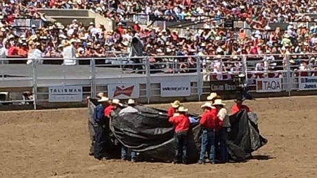 A steer had to be euthanized after it was severely injured during the steer wrestling event Saturday at the Calgary Stampede Steer death
