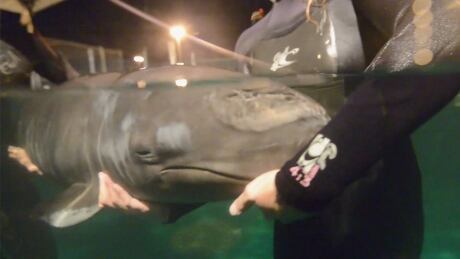 Staff at the Vancouver Aquarium kept the young false killer whale alive through the night. False killer whale