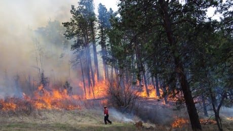 A firefighter watches a prescribed burn proceed near Lytton on April 2, 2014. Lytton prescribed burn - April 2, 2014