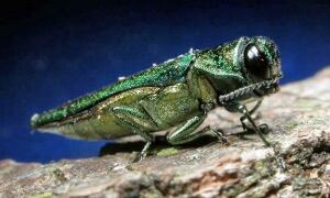 Madison Matters-Ash Borer