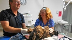 Dr. Gordon Vessey operated on the young bald eagle injured in storm Arthur