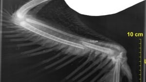 The young eagle's wing was broken when it fell 24 metres during storm Arthur