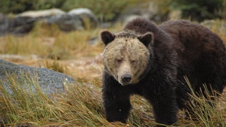 This grizzly was spotted near the Koeye River on B.C. 's Central Coast. Grizzly bear