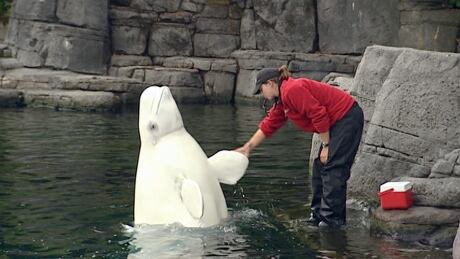 Questions around whether Vancouver Aquarium should be allowed to keep beluga whales and other cetaceans are being reviewed by the Park Board. Beluga whale at Vancouver Aquarium