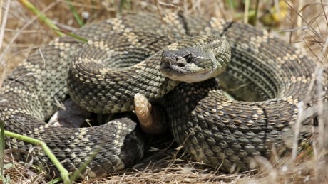 Dog owners in Kamloops are being warned about a spike in rattlesnakes sightings along some trails. Northern Pacific Rattlesnake