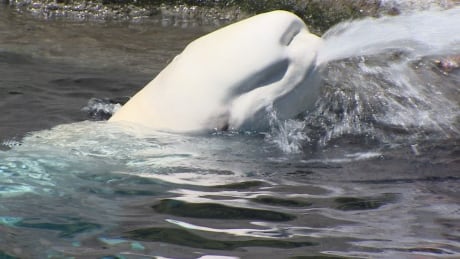 Questions around whether Vancouver Aquarium should be allowed to keep beluga whales and other cetaceans are being reviewed by the Park Board. Beluga whale at Vancouver Aquarium