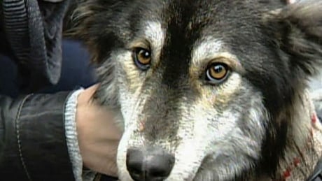 Rupert Wilson has been handed a three year conditional prison term for animal cruelty shepherd-cross dog Molly was found near Port Hardy emaciated and near death. Molly dog
