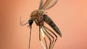 Mosquitoes