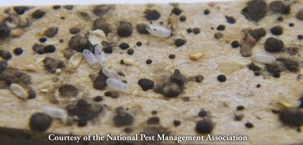 bedbug waste