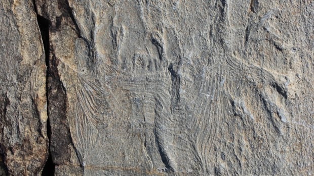 The fossil, dating from about 560 million years ago, was discovered in the Port Union area by a team of researchers from the University of Cambridge, the University of Oxford, and Memorial University in St. John's.