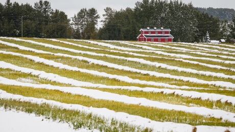 Swaths of canola lay covered in snow on a farm near Cremona, Alta. The crop quality may suffer, or farmers might not be able to continue the harvest, unless there is stretch of warm, dry weather. Wea Alta Storm 20140910