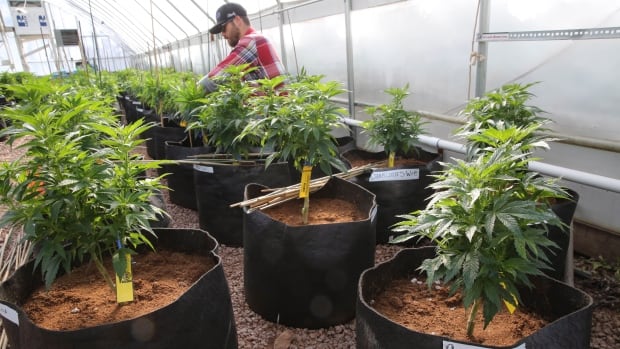 A worker cultivates a special strain of medical marijuana known as Charlotte's Web inside a greenhouse, in a remote spot in the mountains west of Colorado Springs, Colo. Utah will begin issuing registration cards Tuesday, July 8, 2014, for its limited medical marijuana program targeting adults and children with severe epilepsy.
