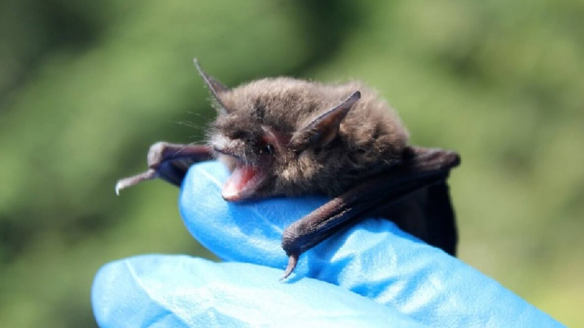 Endangered bats in B.C. need your help British Columbia CBC News