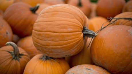 Most people don't expect to hear Christmas music ahead of Halloween. But how soon that should be is up for debate. File photo of pumpkins