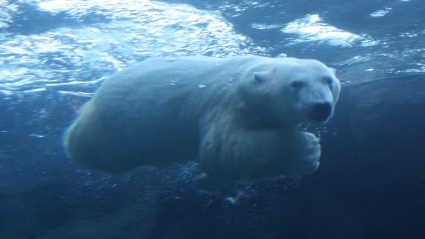 Hudson and Humphrey the polar bears leaving Assiniboine Park Zoo