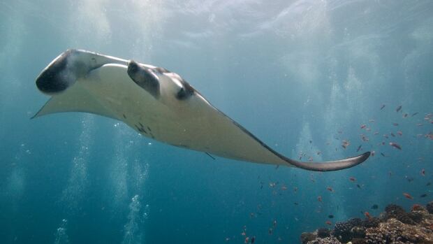 Canada has declined to restrict international trade for 76 endangered plant and animal species, including the manta ray.