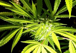 ITALY-MARIJUANA/