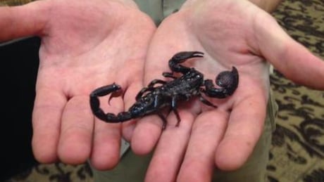 Darth Vader, an Emperor Scorpion, originally from Africa. wdr_critter 7