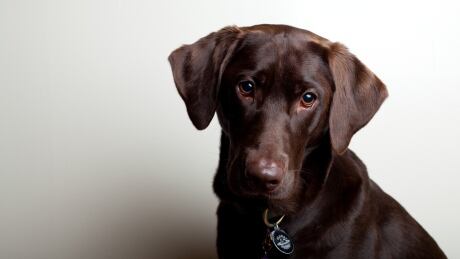 Labrador retrievers and lab crosses are the most popular dog in Victoria Labrador Retriever