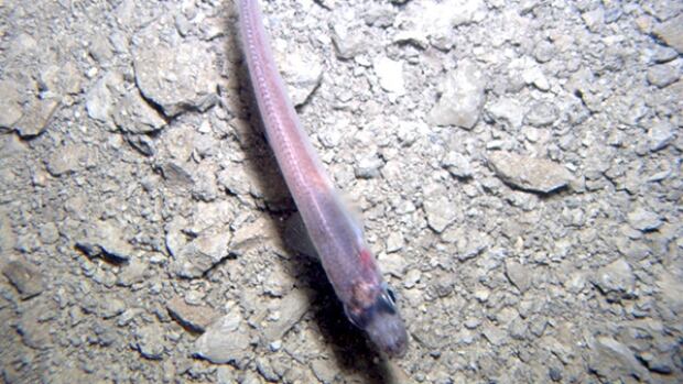 Unidentified fish captured on camera below 750M of ice