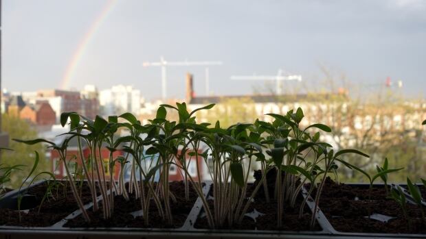 Fruit & veggie seedlings in starter tray.