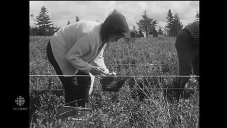 Blueberry Picking Kitchener Waterloo Blueberry Picking Kitchener Waterloo