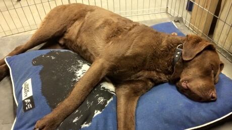 Brad Tanner's dog Choco went missing on Feb. 22 from his yard just east of Cecil Lake, B.C. StolenDogs