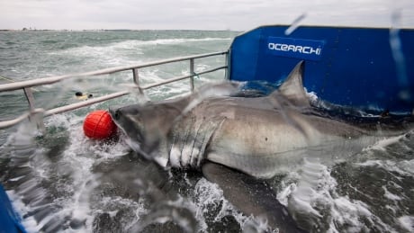 Lydia the Great White shark is shown on a research vessel off the coast off Jacksonville, Fla. in a March 2013 photo. It's been two years since Lydia was tagged off Florida and has been tracked to Newfoundland waters and across the North Atlantic. Shark Tracker 20150306