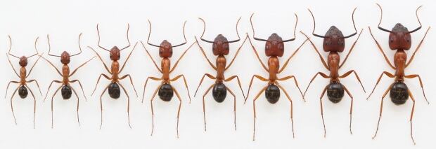 Carpenter ants