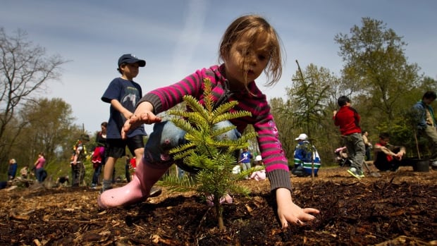 planting more trees essay planting more trees essay