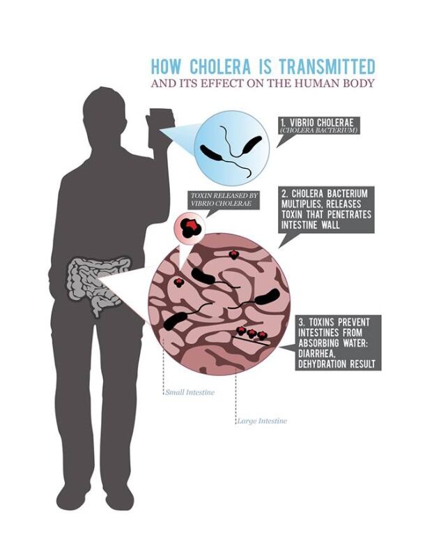 Cholera crop graphic