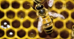 Bee Deaths