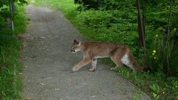 Image result for mountain lion spotted in new brunswick canada on october 5, 2016