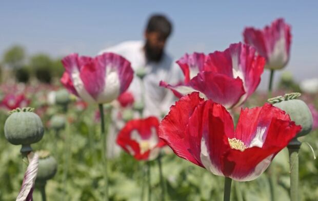 Afghanistan Drugs