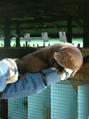 mink