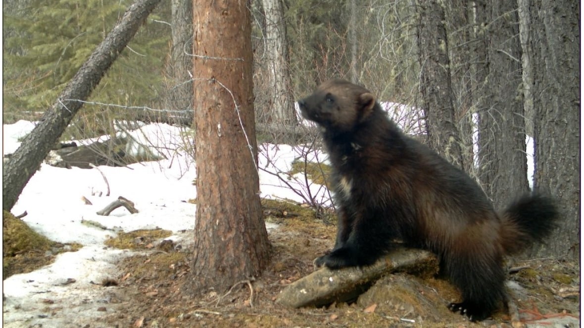 Alberta researchers track elusive wolverines in new documentary