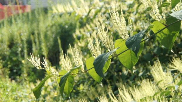 The Japanese Knotweed plant can expand to acre-wide that re-grow from the roots each year. This photo shows knotweed in bloom.
