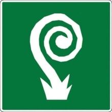 Fiddleheads or not fiddleheads