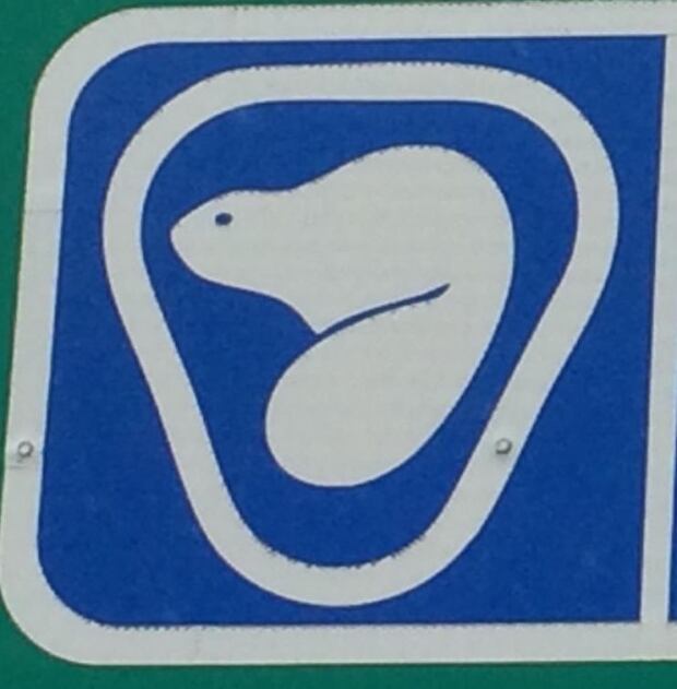 Beaver in Utero
