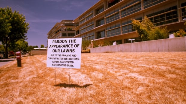 brown-lawns.jpg