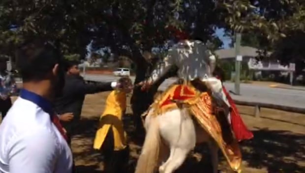 Groom falls off horse at wedding