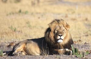 Cecil the Lion