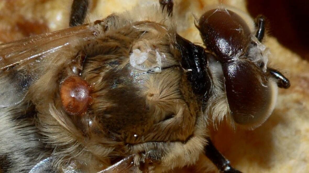 Thunder Bay beekeepers start to take sting out of devastating Varroa mites Thunder Bay CBC News