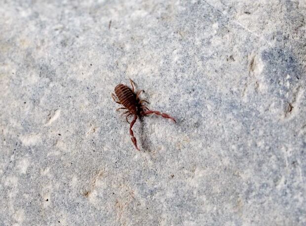 Arctic pseudoscorpions