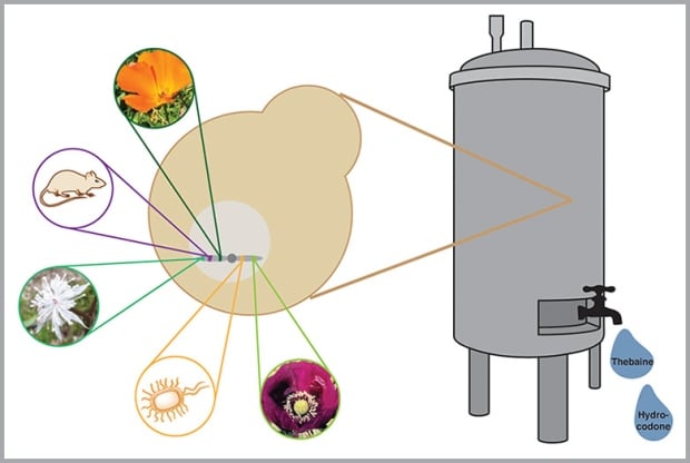 fermenter bioengineered yeast