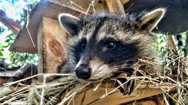It had been ten years since rabies was found in Ontario raccoons. Now, three more cases have been discovered, the city confirmed Wednesday.