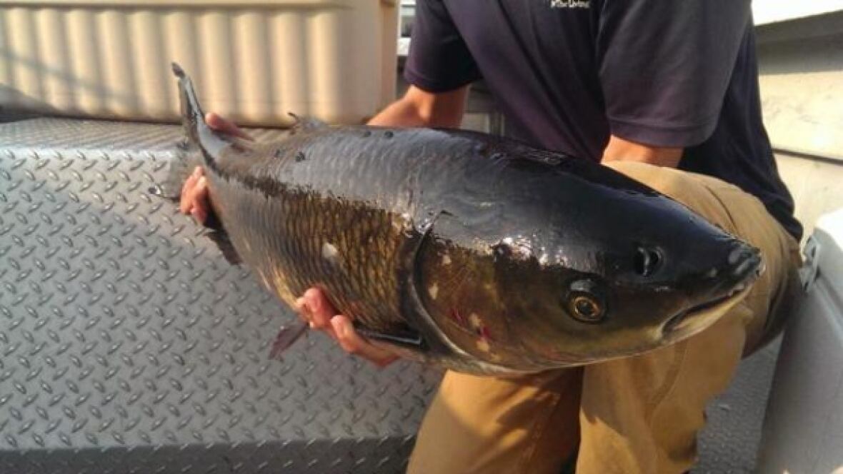 Minnesota ag asian carp
